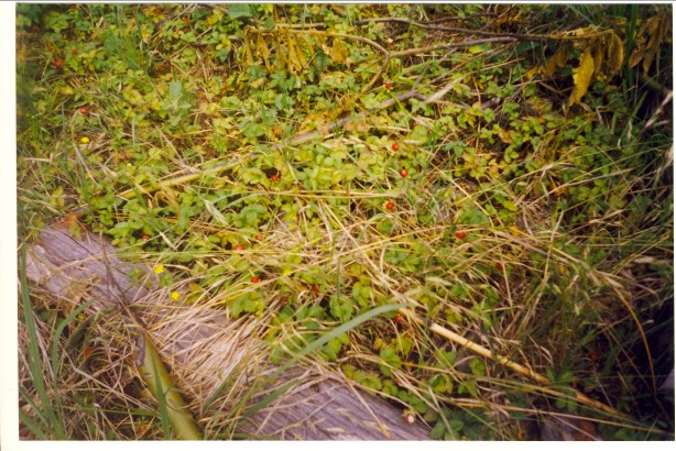 Cirque de Cilaos. If you look carefully, you'll spot the wild strawberries.